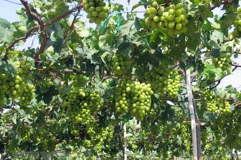 Ninh Thuan to link grape growing to sustainable practices