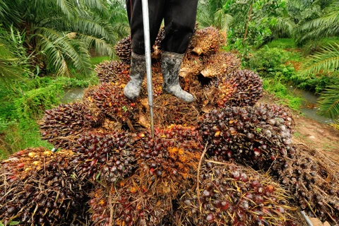 Thailand works to distribute palm oil overstock
