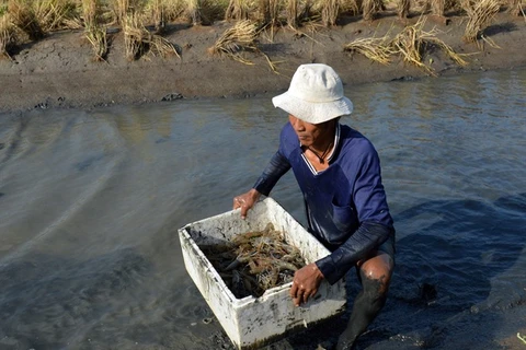 Ca Mau eyes growth with special focus on shrimp production