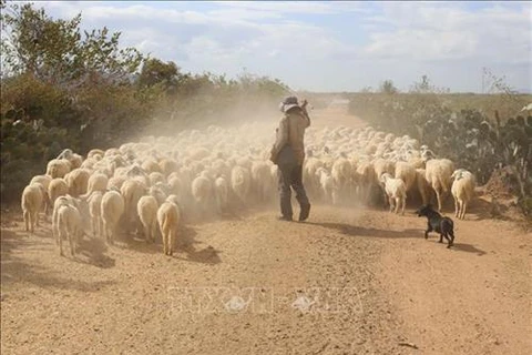 Ninh Thuan livestock farmers struggle to feed animals due to drought