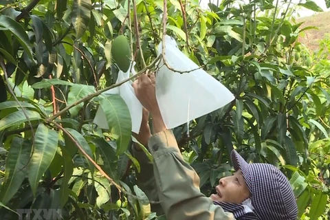 An Giang to export mangoes to US in June