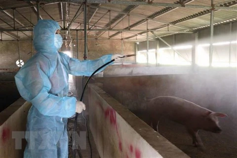 Localities apply drastic measures against African Swine Fever