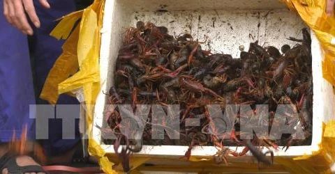 Ministry cracks down on trade, consumption of banned crawfish