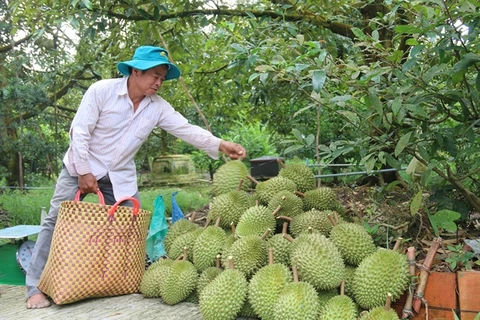 Mekong Delta fruit farmers enjoy bumper harvest, high prices