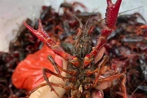 Market watchdog tightens fight against imports of banned crawfish
