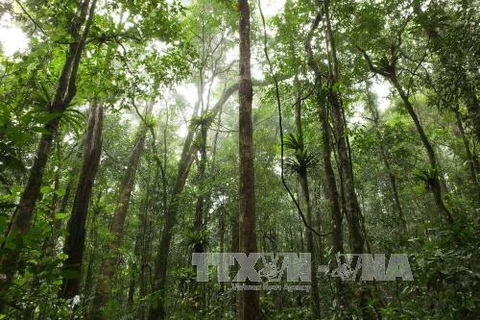 Central Highlands works toward sustainable forest development