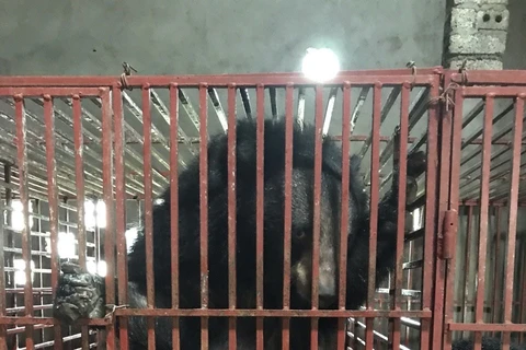 Nghe An: Three bears sent to Ninh Binh bear protection centre