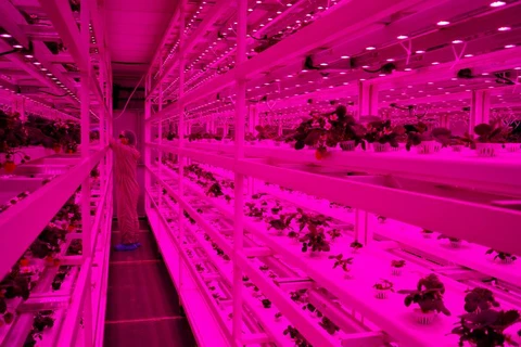 Singapore: From sky farms to lab-grown shrimp