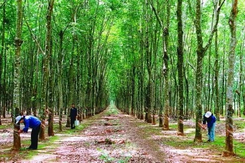 Vietnam earns 662 million USD from rubber exports 