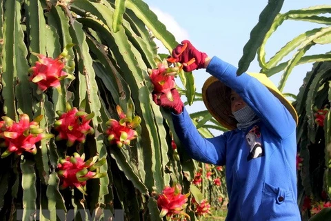 High-quality dragon fruit varieties crucial to boosting exports