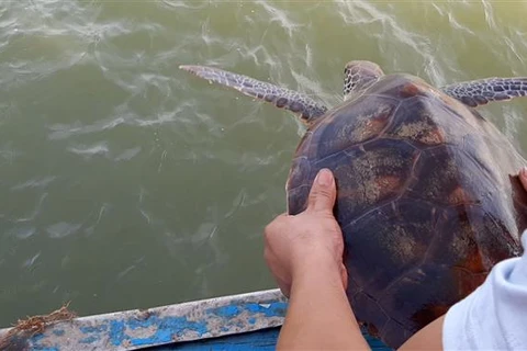 Nghe An: Rare green sea turtle returned to nature