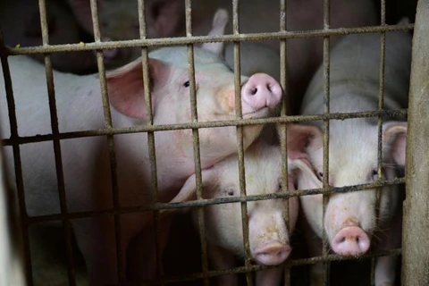 Thailand takes measures to prevent African swine fever 