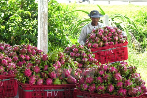Over 10 of Vietnamese key farm produce sold abroad