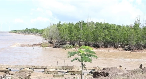 Bac Lieu struggles to protect coastal forests