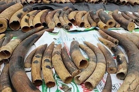 Over 7.4 tonnes of ivory, pangolin scales seized in Hai Phong