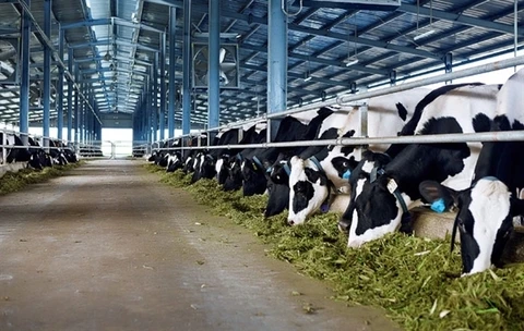 Vinamilk plans another dairy farm in Ha Tinh