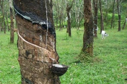 Malaysia’s natural rubber production falls over 30 percent in April
