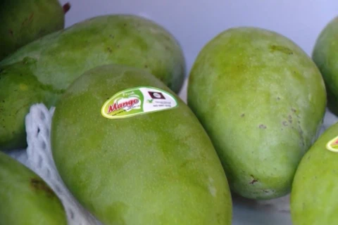Son La exports more mangoes to UK