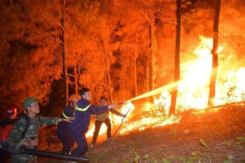 Forest fires ravage central Ha Tinh province