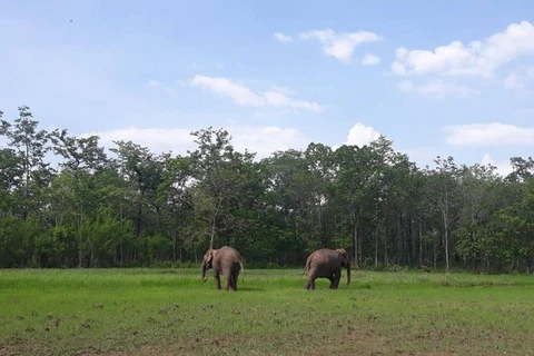 Two elephants released back to the wild