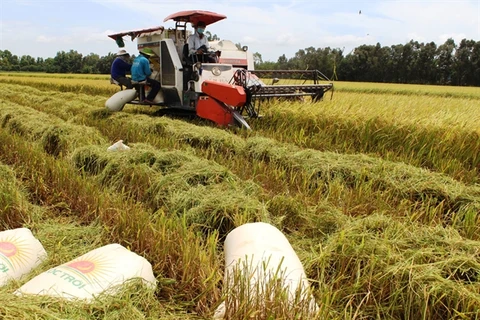 Long An seeks rapid adoption of advanced rice farming techniques