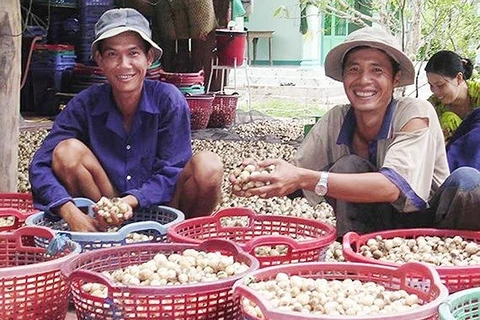 Mekong, south-east regions advised to develop mushroom farms