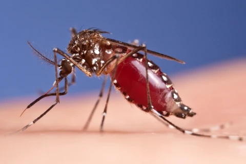 Lao Ministry of Health warns of dengue fever nationwide 