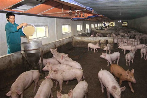 African swine fever spreads over 62 localities