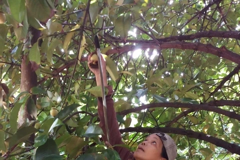Farmers in Binh Duong see bumper mangosteen harvest