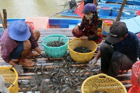 Ca Mau looks to earn 1.2 bln USD from aquatic exports
