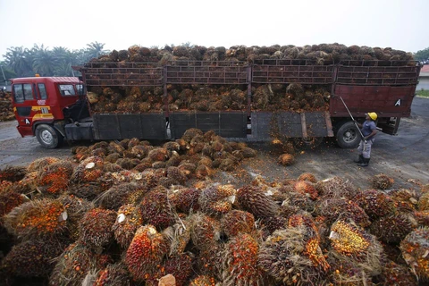 Malaysia to lodge complaint with WTO about EU’s palm oil curbs