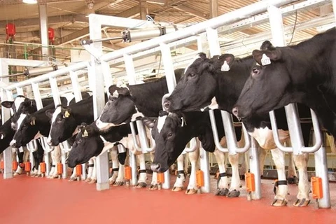 TH Group proposes 6 trillion VND milk cow breeding project in Quang Ninh