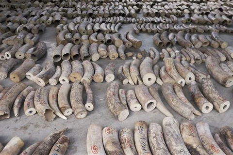 Singapore seizes record haul of illegal ivory