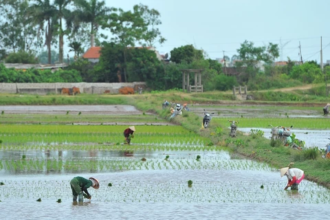 Ninh Binh: New-style countryside building efforts prove fruitful