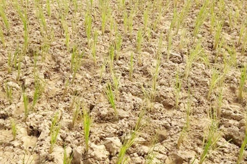 Low rainfall affects crops in Laos