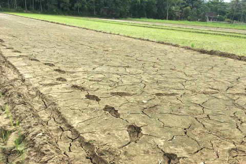 Prime Minister requests urgent actions to cope with drought