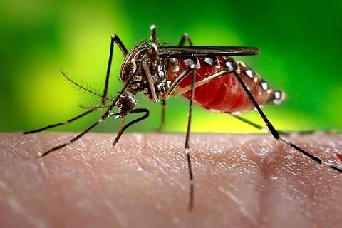 Dengue fever claims 34 lives in Laos