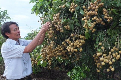 Son La launches export of locally-grown longan 