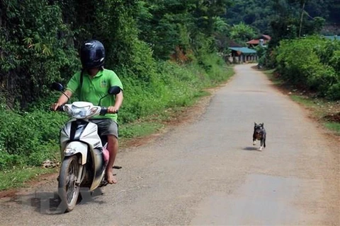Northern Vietnam reports highest number of death from rabies