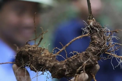 Quang Nam improves value of Ngoc Linh ginseng 