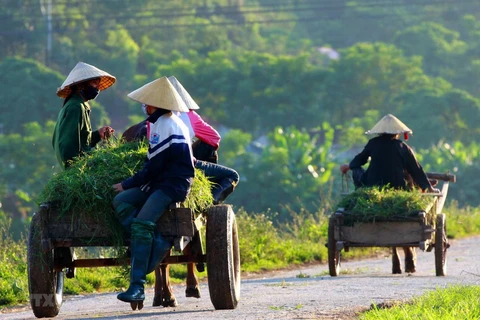 Soc Trang has 33 new-style rural communes