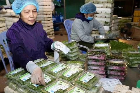 Vietnam takes measures to prevent trade frauds 