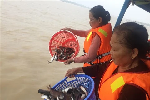 An Giang: 15 tonnes of fish released to protect biodiversity