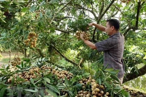 2019 Hung Yen longan week opens in Hanoi