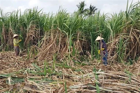 High-tech farming significant to improve sugarcane quality, productivity