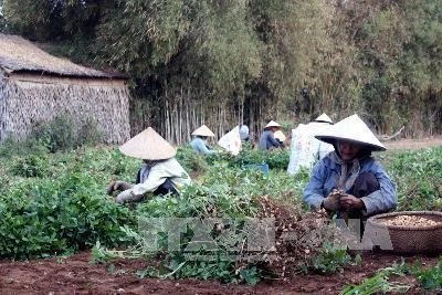 Project helps create sustainable livelihood for farmers in Tra Vinh