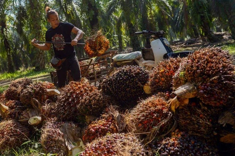 Thailand sets guaranteed palm oil price