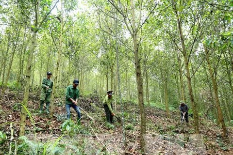 Law enforcement to be intensified to protect forest in Central Highlands