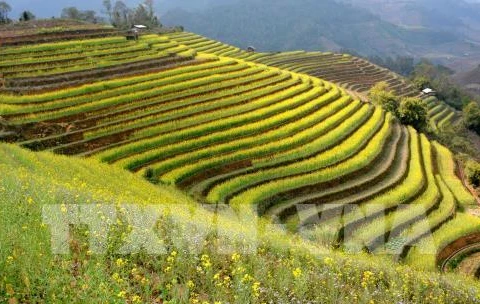 Mu Cang Chai terraced field festival to feature various activities 
