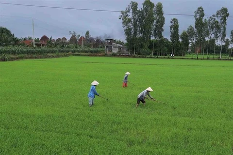 Ca Mau supports agricultural cooperatives